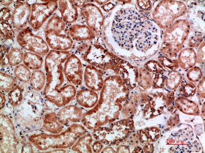 14 - BTN3A1/2/3 Polyclonal Antibody AP74131