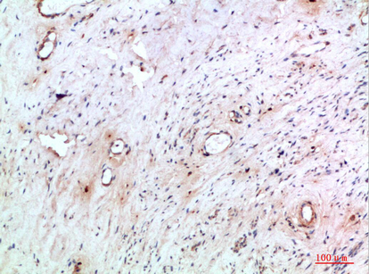 14 - Abin-2 Polyclonal Antibody AP74170