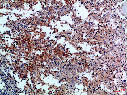 14 - CD42c Polyclonal Antibody AP74211