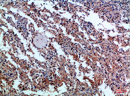 14 - CD42c Polyclonal Antibody AP74211