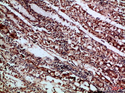 10 - CD66a/b/c Polyclonal Antibody AP74213