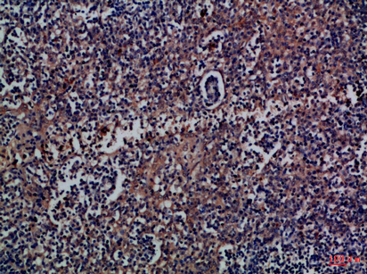14 - CD300a Polyclonal Antibody AP74219