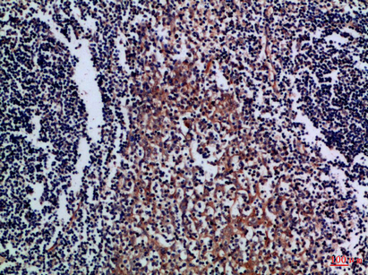14 - CD300a Polyclonal Antibody AP74219