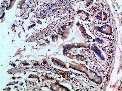 14 - CD242 Polyclonal Antibody AP74224