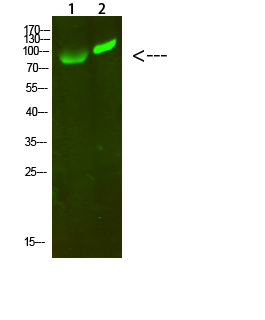 1 - GCK/GLK Polyclonal Antibody AP74275