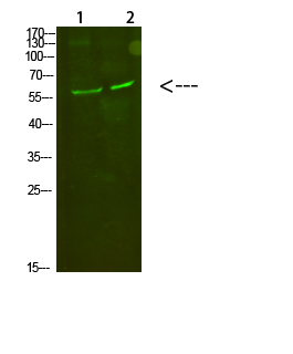 1 - C8 α Polyclonal Antibody AP74278