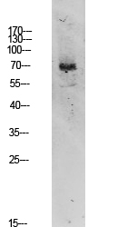 1 - TIF-IA Polyclonal Antibody AP74314