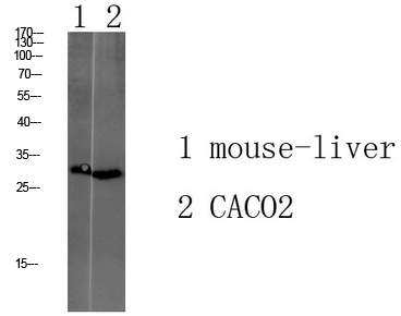 1 - Tmem72 Polyclonal Antibody AP74347