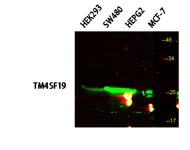 1 - TM4SF19 Polyclonal Antibody AP74471
