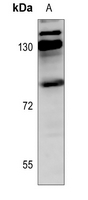 1 - Anti-Kanadaptin Antibody AP60095
