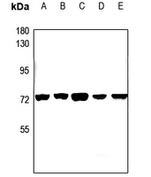 1 - Anti-CEP70 Antibody AP60119