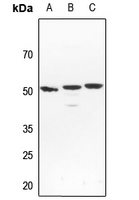 1 - Anti-NFIL3 Antibody AP60348