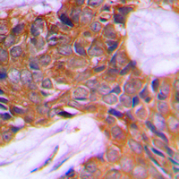 2 - Anti-PAGE3 Antibody AP60357