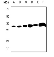 1 - Anti-Apolipoprotein O-Like Antibody AP60705