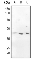 1 - Anti-CADM3 Antibody AP60742