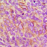 2 - Anti-CD85c Antibody AP60829