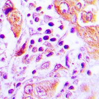 2 - Anti-GFM2 Antibody AP60953