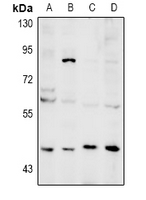 1 - Anti-NEIL1 Antibody AP60955