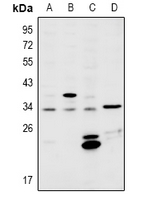 1 - Anti-MSX2 Antibody AP60964