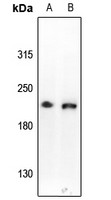 1 - Anti-CD109 Antibody AP61245