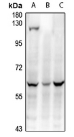 1 - Anti-WTAP Antibody AP61311