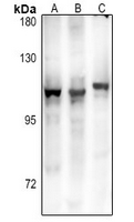 1 - Anti-GPR106 Antibody AP61358