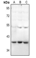 1 - Anti-HEXO Antibody AP61399