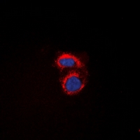 3 - Anti-mPR alpha Antibody AP61509