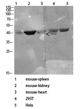 1 - CD72 Polyclonal Antibody AP73892