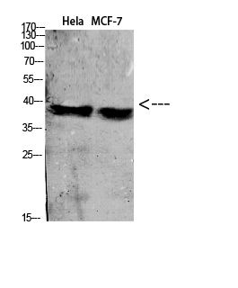 1 - CD88 Polyclonal Antibody AP73893