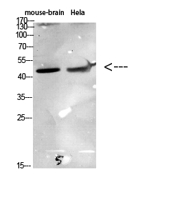 1 - CKR-6 Polyclonal Antibody AP73897