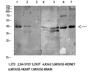 1 - CD158e Polyclonal Antibody AP73899