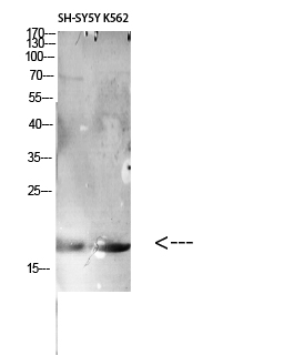 1 - CD306 Polyclonal Antibody AP73901
