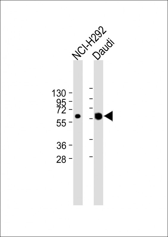 1 - IFI44L Antibody (C-term) AP18801b