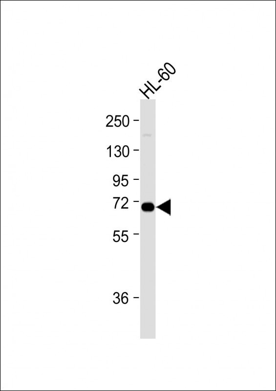 1 - WDR70 Antibody (C-term) AP11355B
