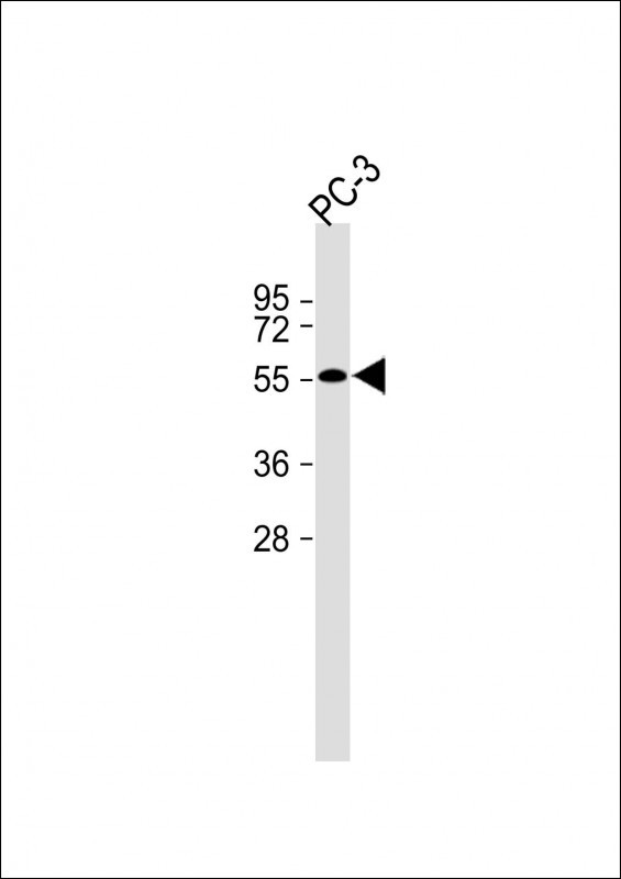 1 - LARP6 Antibody  (N-term) AP10830A