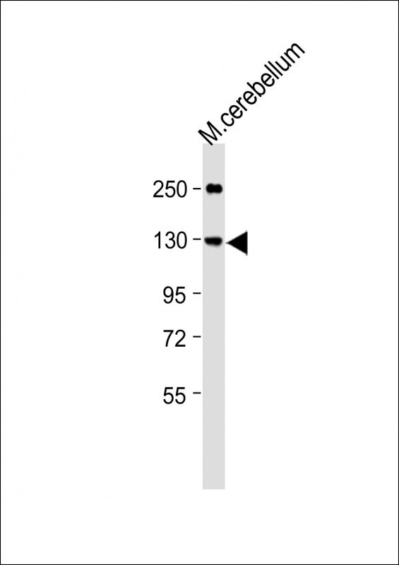 1 - G7C Antibody  (N-term) AP4763a