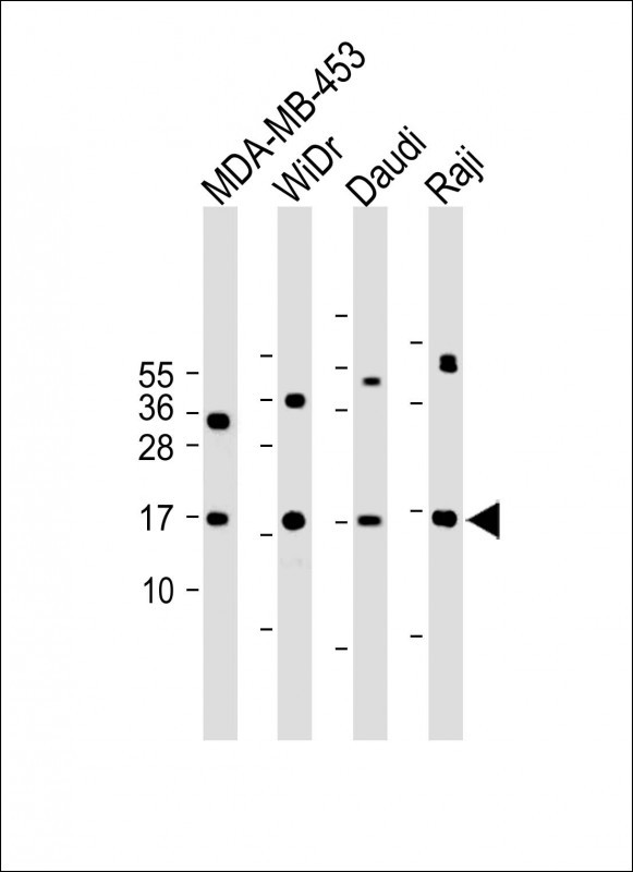1 - M4A4A Antibody  (N-term) AP10816A