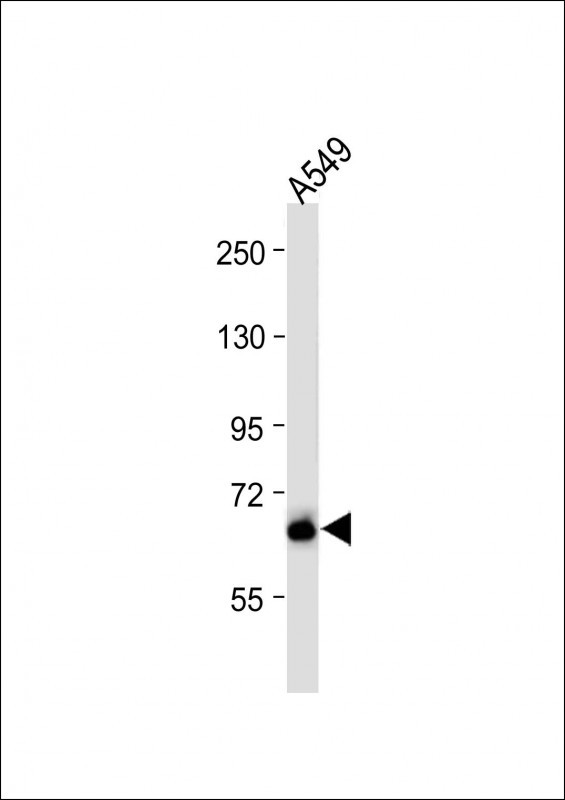 1 - PLBD2 Antibody (Center) AP16210c