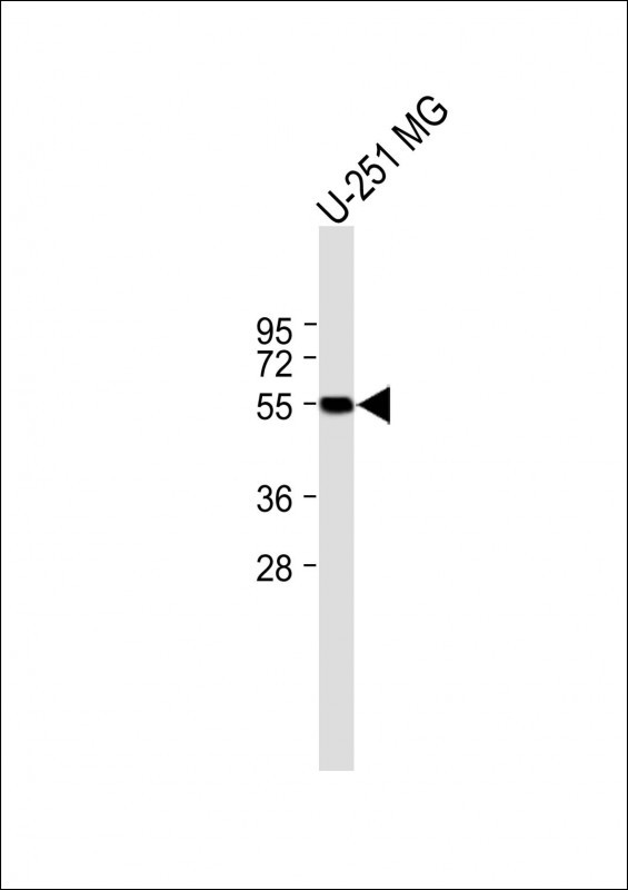 1 - RGAG4 Antibody (C-term) AP10249b