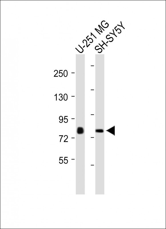 1 - NSUN7 Antibody (C-term) AP10307b