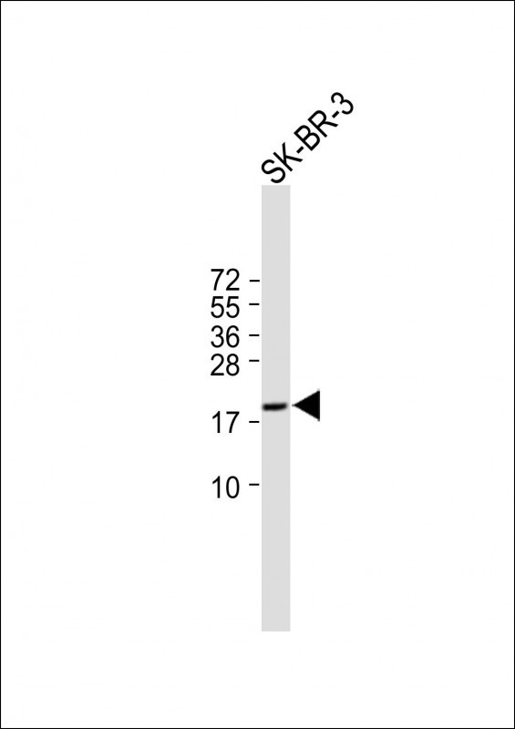 1 - C4orf39 Antibody (C-term) AP11347b