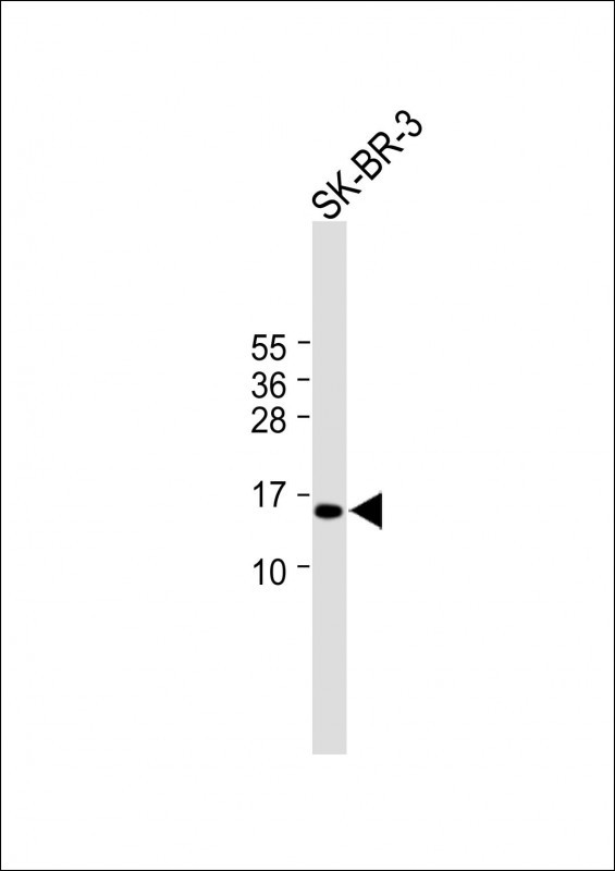 1 - C22orf26 Antibody (C-term) AP16157b