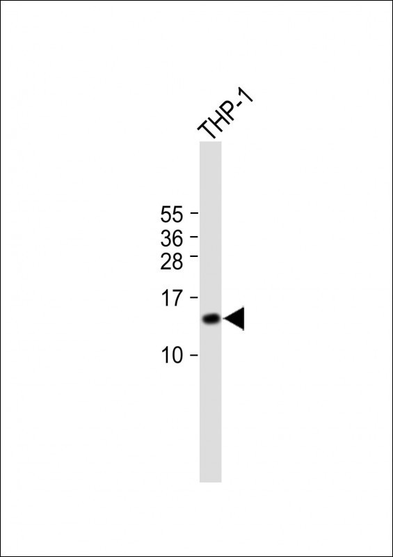 1 - C15orf37 Antibody (C-term) AP17765b