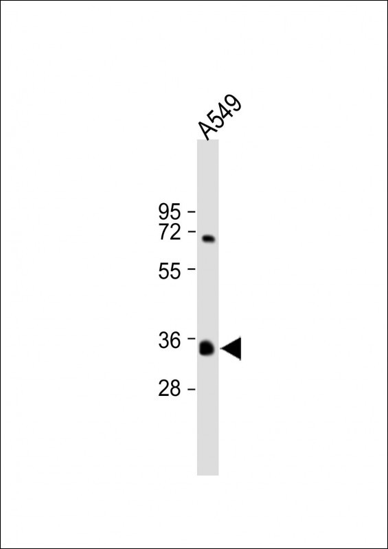 1 - KCNK7 Antibody (C-term) AP5801b