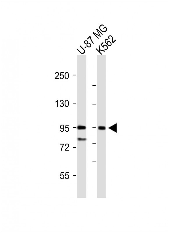 1 - ENAM Antibody (C-term) AP5838b