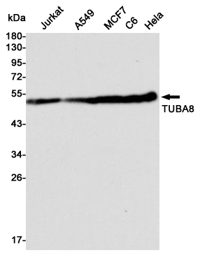 1 - TUBA8 (3B12) Mouse mAb AP53510