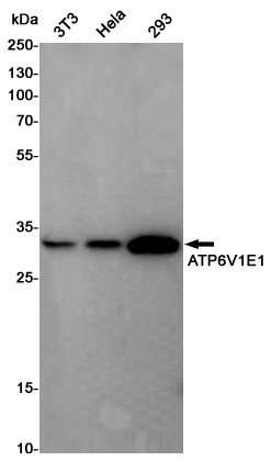 1 - ATP6V1E1 Rabbit pAb AP53527