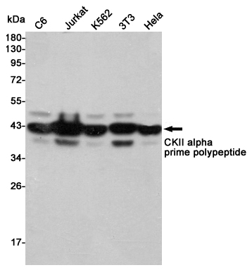 1 - CKIIalpha (5F9) Mouse mAb AP53513