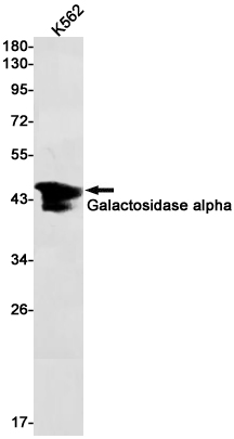 1 - Galactosidase alpha Rabbit pAb AP53553